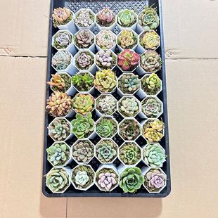 P2����ֲ���Gֲ����С�����׃��@С�YƷ��Ʒ���N��ӶY��С��