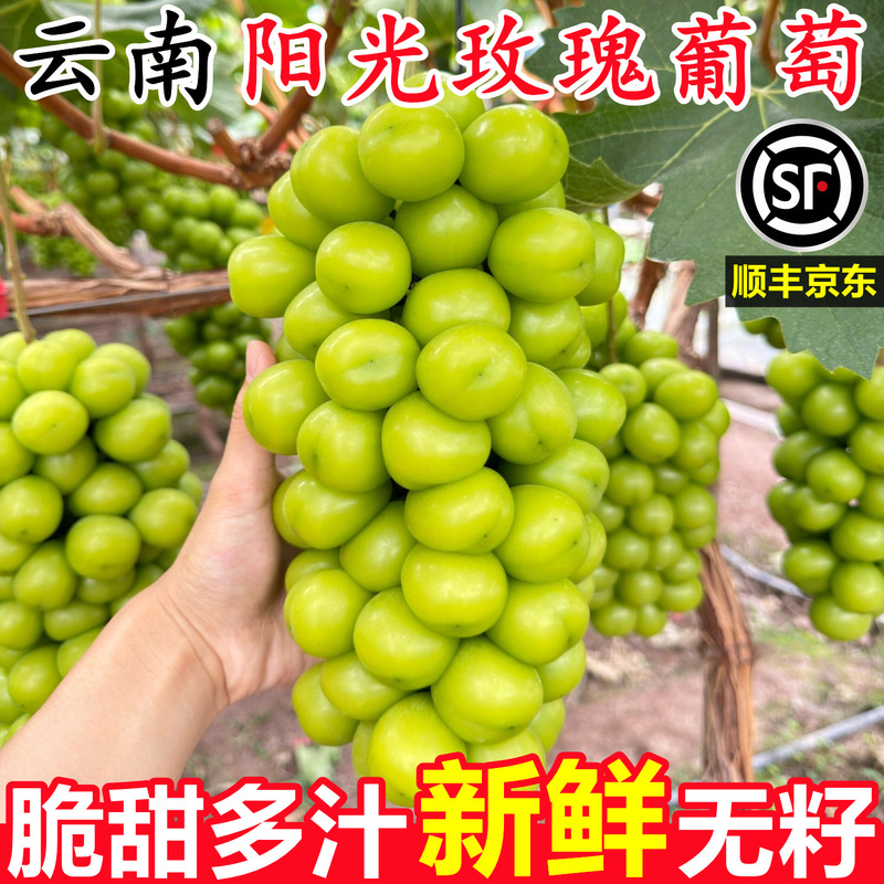 Authentic Yunnan Qingwang Sunshine Rose Grape Fresh Green Grapes 2.5kg Seasonal Fruit for Pregnant Women Whole Box
