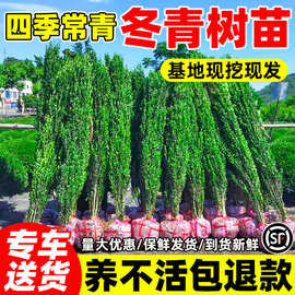 冬青绿化树苗绿篱笆树法国冬青丛生北海道黄杨树苗花木苗木基地