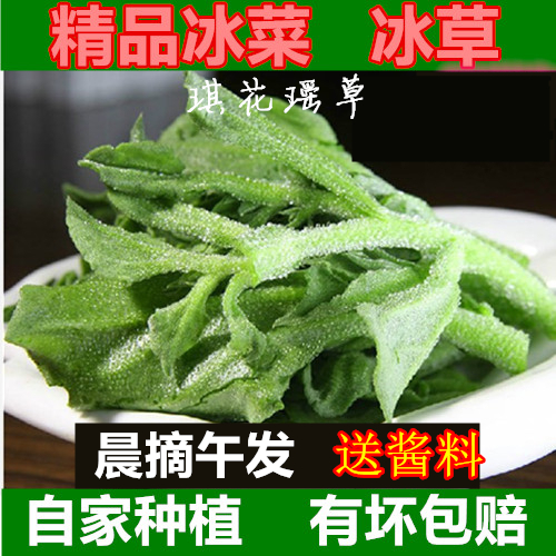 新鲜现摘非洲冰草冰菜冰叶冰花蔬菜沙拉火锅即食生吃现摘直发包邮