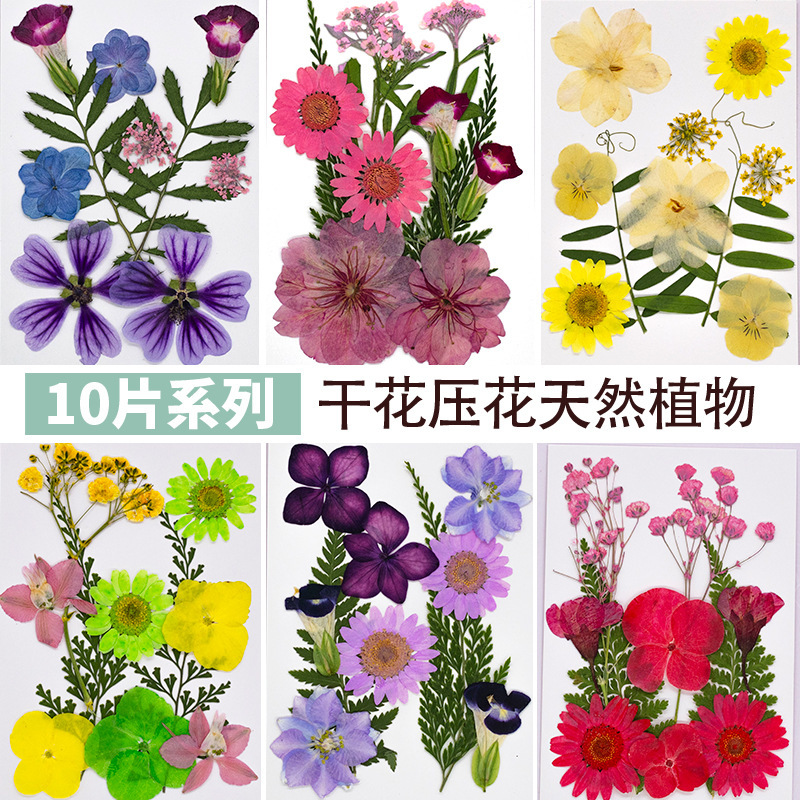 Dried Flower Embossed DIY Material Package Real Flower Plant Specimen Embossed Face Sticker Photo Frame Glue Decoration Wall Decoration