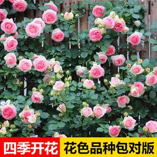 Rose Flower Seedlings Bloom in All Seasons, Climbing Vines, Extra Large Flower Juice, Balcony Rouge Buckle, Vine Rose Flower, Rose Seedlings