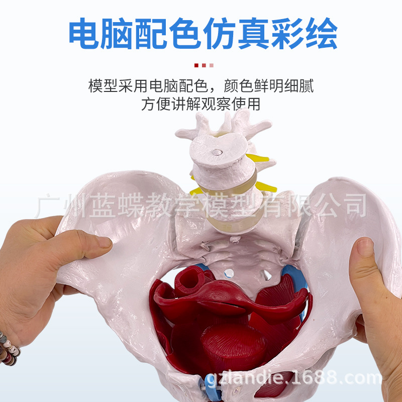 ��̬��ѧ����ɻŮ�Թ��輰�ӹ�ģ����ǻ�ṹ������׼��⿵��