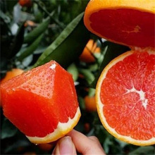 美国血中华红血橙橙子树苗红橙秭归应季新鲜红心脐橙现发水果香甜