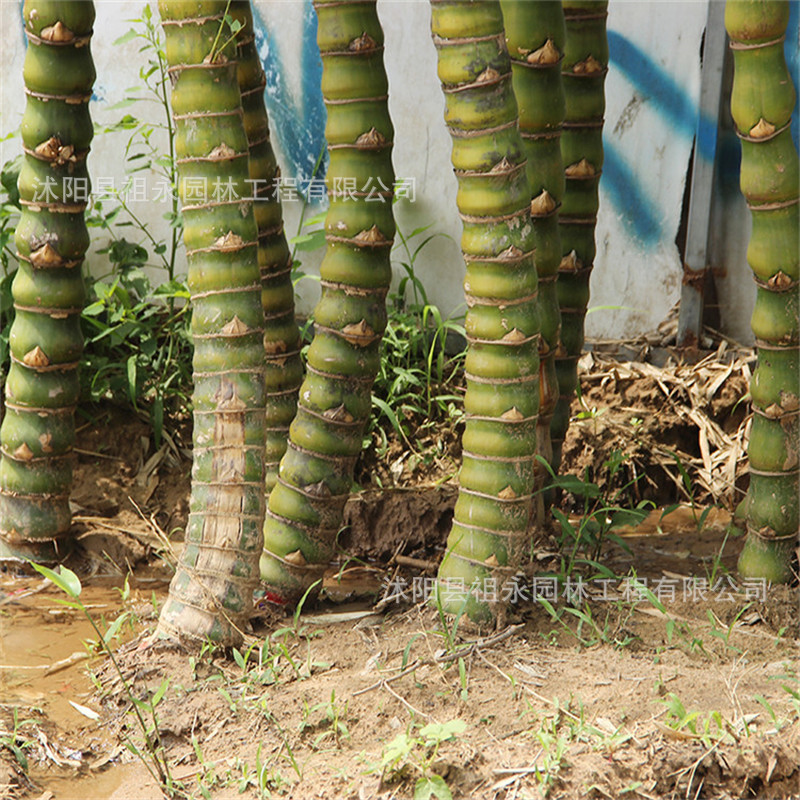 佛肚竹苗批发园林大型四季盆栽客厅阳台摆放盆景庭院种植绿植花卉