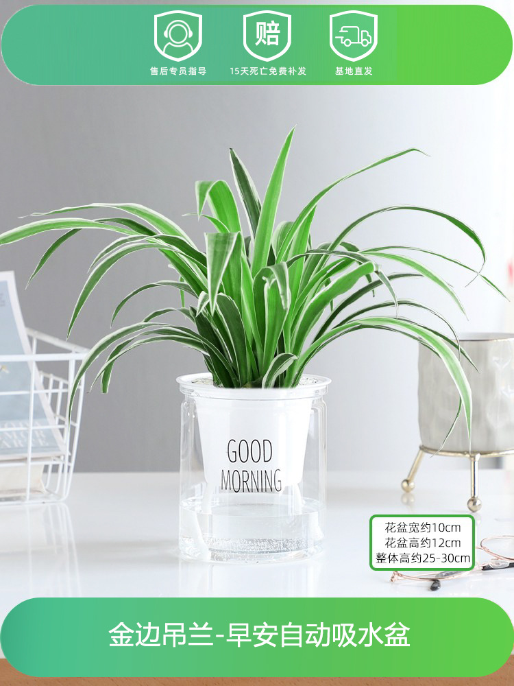 골든엣지 크리퍼(굿모닝팟) + 영양액