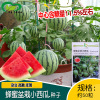 Honey potted small watermelon seed farmland vegetable garden crops, fruits red soil watermelon seeds