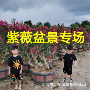 ��Ʒ��ޱ�Ř���ֲ�옶 �t����ޱ���� �@���쾰�������͘�F؛����
