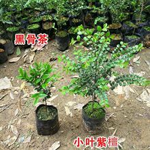 正宗小叶紫檀名贵苗木台湾盆栽地栽观赏植物基地直销树苗