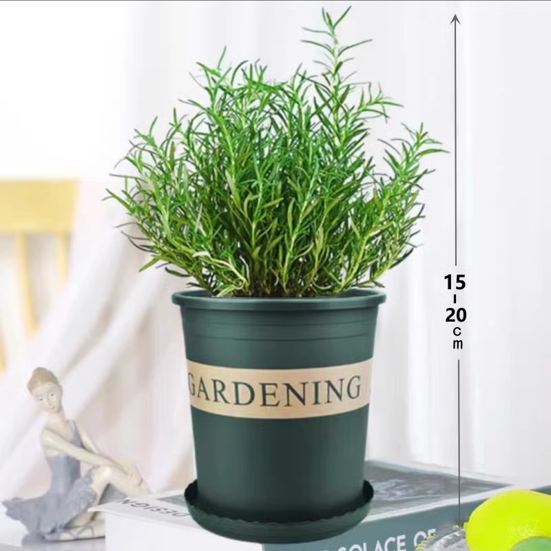 [핫셀링 탑] 식용등급 로즈마리 중모종(갤런 포트) + 영양액