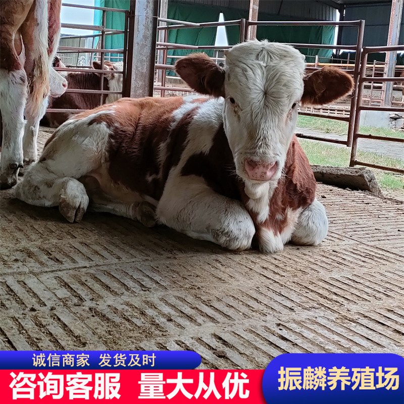 西门塔尔肉牛犊在吉林地区有卖的吗 肉牛犊价格是一斤
