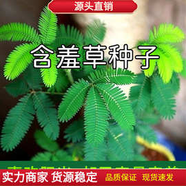 含羞草种子盆栽花草花卉害羞草种子阳台室内种植花种易种盆栽花籽