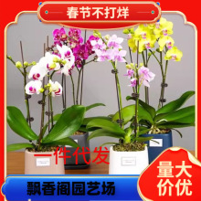 һ�����l�����m���Ԏ����������������m������͏d�҃�ֲ�ﻨ����