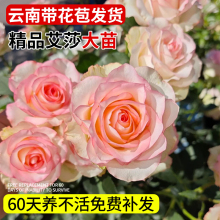 ��ɯõ�廨�玧�����¼������ش�����㻨�����ֱ�l���l