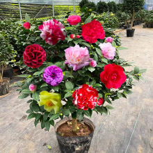 ����ɽ�軨���Ԏ�������ɫ�൤����ֲ���҃Ⱥ��B�軨�����ļ��_��