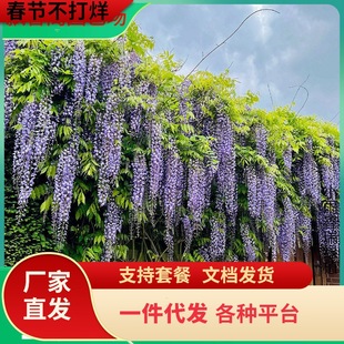 һ�����lͥԺ���ٻ�������ֲ��໨�����}���������ٱ������辰��