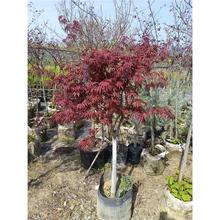 ���|���ښW�޼t�� �����t�t�����ӵ� �M�ڗ���  �e��ͥԺ�Nֲ