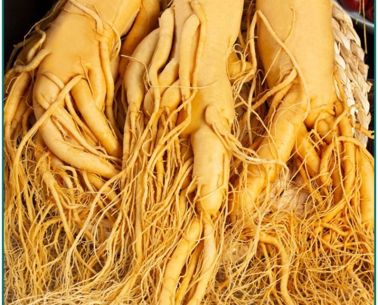 Fresh Northeast Ginseng Root Vacuum Packed Changbai Mountain Ginseng for Wine Soaking 20g key features