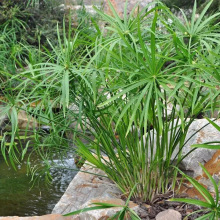 水竹旱伞草水葱萱草香蒲水生植鱼池塘造景庭院净化水质盆栽风车草