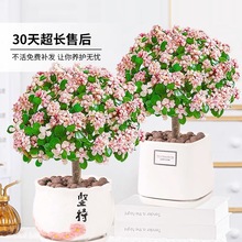 ��֦���~�����Ϙ��҃��辰���˻����k���ҳ���ȩֲ��ˮ�����Gֲ