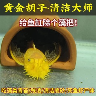 �S����Ӵ󷫹����~��׳���ᎧС�͵�ˮ�~�t�{���S�C�l؛���