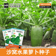 厂家批发沙窝水果萝卜种子天津青皮绿肉甜脆冰糖罗卜种籽青萝卜籽