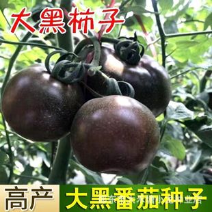 ������ӷN�Ӻڷ��ѷN���Ϻ�ɫ�����쿹�����Ѯa�����r�ҹ�����