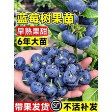 {ݮ{÷ش̨̖҃ͺϱļY