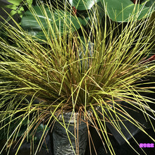 ����С�� ��Ƥ�� ��z̦�� �Ѳ� �b�ֻ/�����~�ݶ�[�Ż�ˇ��