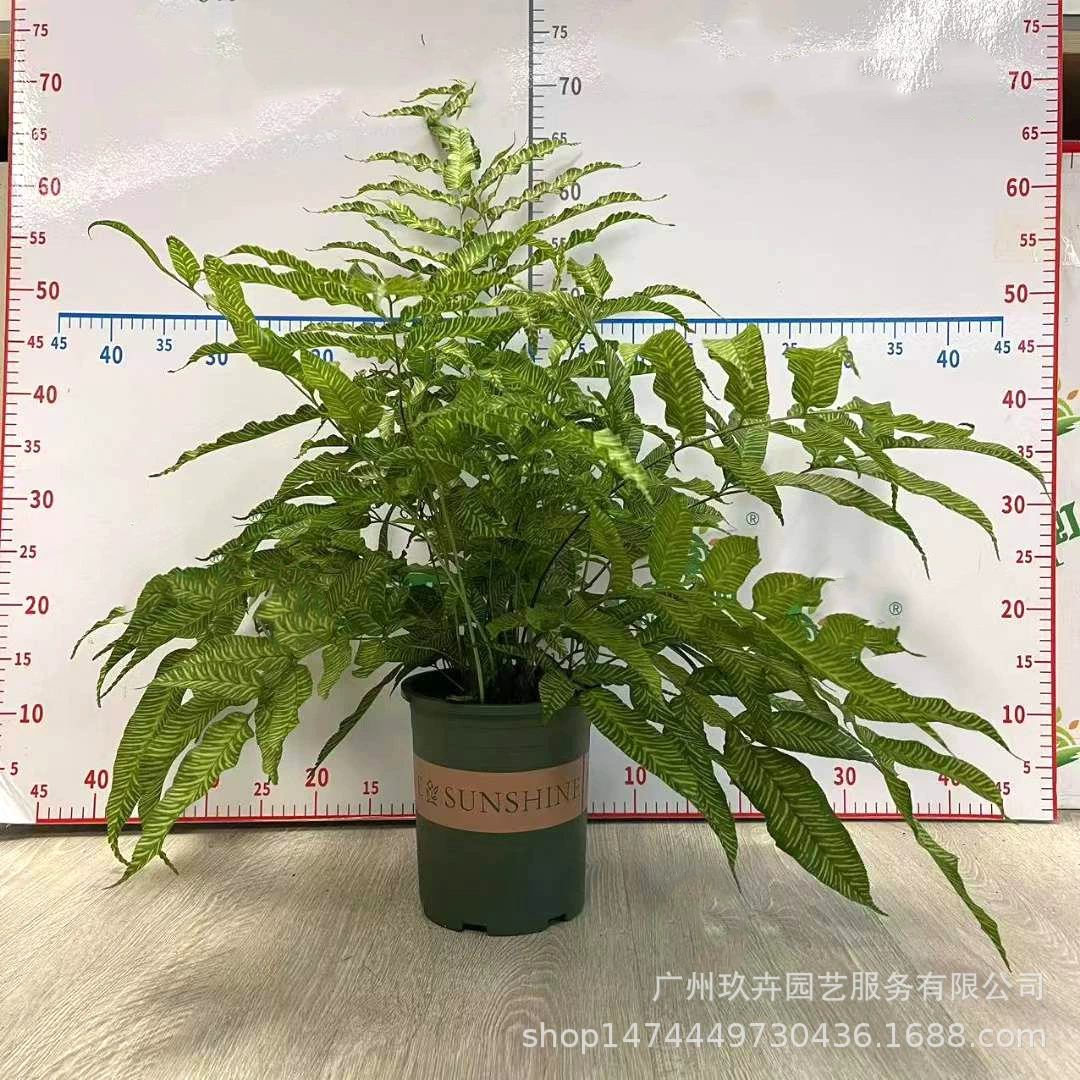 Золотая Зебра Папоротник Золотая анемон комнатное настольное растение в горшке зеленое растение, устойчивое к тени, очищенный воздух, живой-хорошо питательный