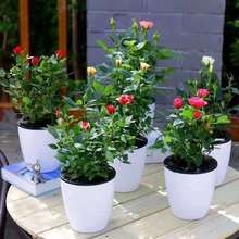 ����õ�廨���Ԏ��������B����ֲ���ļ��_�������ʯ��Ʒõ���¼�