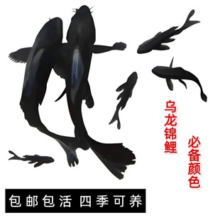��ɫ�\���~�ͻ���B���~�ͺ����P�\���~��ˮ�~�^�p�~�ڽ��Lβ�ڽ�