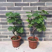 葡萄树苗阳光玫瑰蓝宝石庭阳台院种植果树带土盆栽南北方当年结果