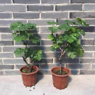 ���ј���ꖹ�õ���{��ʯͥ�̨Ժ�Nֲ���䎧�������ϱ�������Y��