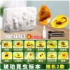 Yellow amber sample, set, 2 pieces, 4 pieces