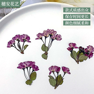 Factory Direct Supply Dried Flower Embossed Multi-head Begonia Flower Plant Specimen Handmade DIY Drops of Glue Filled Flower Bag