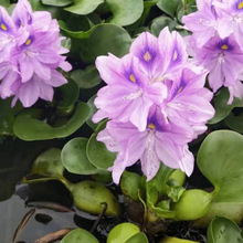 基地批发湿地水生花卉植物 凤眼莲 水葫芦苗水体绿化河道治理植物