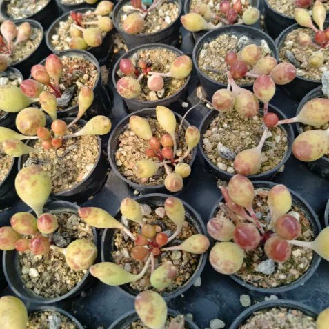 Барабанные палочки пузырьковые суккуленты комнатные маленькие цветы