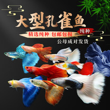 大型孔雀鱼观赏鱼热带小型鱼新手好养耐活鱼苗斑马鱼纯种凤尾活体