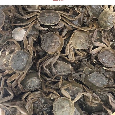 Crabs Fresh goods in stock 5-0.3 Crab Crab Fortune Aquatic products Seafood Cross border