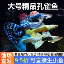 孔雀鱼热带纯种观赏鱼小型淡水冷水好养耐活胎生凤尾小鱼其他