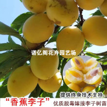 东北香蕉李子树苗嫁接果苗新品种黄李子耐寒高产李子盆栽地栽结果