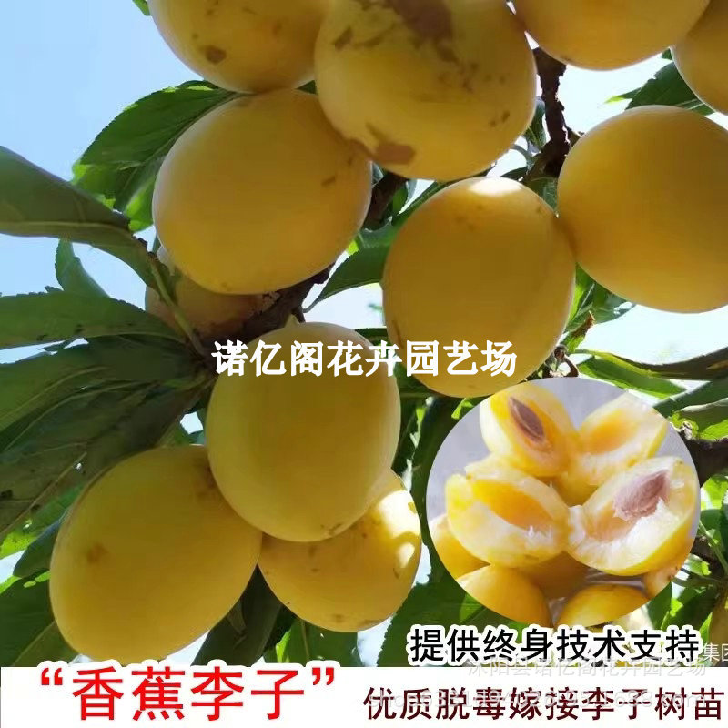 东北香蕉李子树苗嫁接果苗新品种黄李子耐寒高产李子盆栽地栽结果