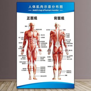 Hospital Whole Body Human Musculoskeletal Organ Visceral Anatomy Large Wall Chart Male Muscle Distribution Chart Poster Horizontal Version