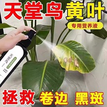 天堂鸟专用营养液肥料通用水溶肥水培种子发芽生根促开花防黄叶