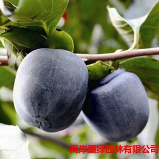 ����������l��Ʒ�N���Ә��� ���ں����Ә��� �޽Ӟ�Ƥ���N�����