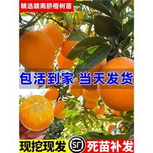 �M��Ě�Ș���������ӹ���޽�ɰ���ٹ��箔��Y���t�����ָ�����