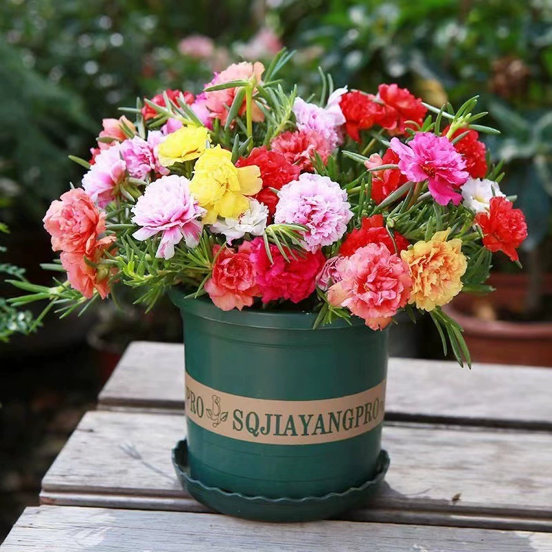 Летние горячие продажи двухлепестковые саженцы подсолнечника с корневым горшком смешанного цвета большой тип цветка с доставкой бутонов Зеленые саженцы цветение