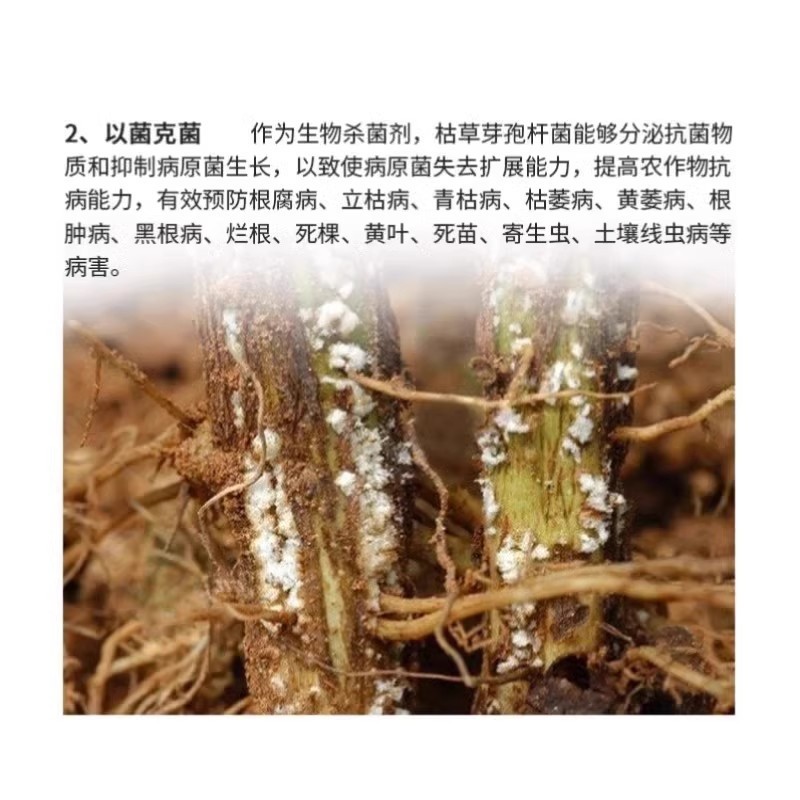 枯草菌、根腐れ、白粉病、青枯病、灰黒病、錆病、土壌伝染病の予防と管理|undefined