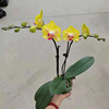 Base direct supply of orchid Phalaenopsis pots, flowers, flowers, flowers, flowers, four seasons flowers, flower resistance transportation